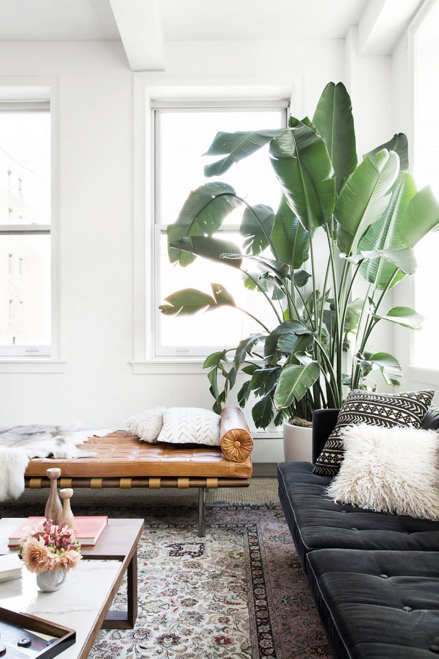 Tropical themed living room large indoor plant