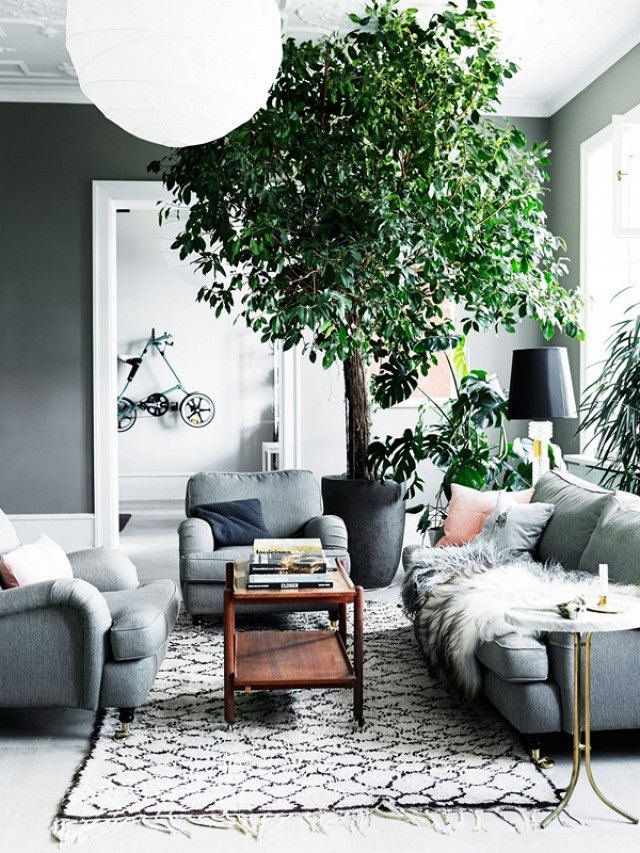 Cozy gray living room large plant