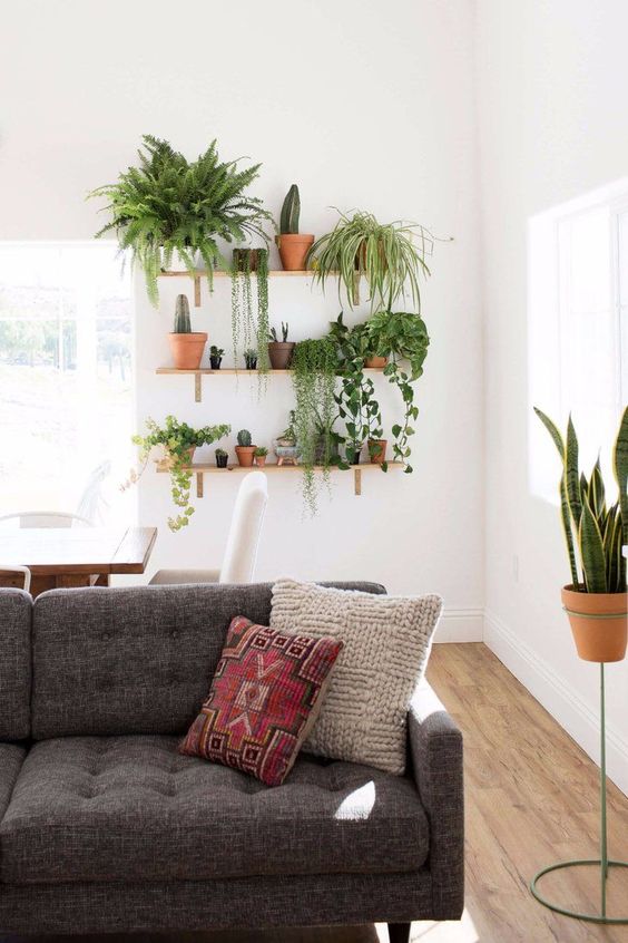 Plants on shelves living room