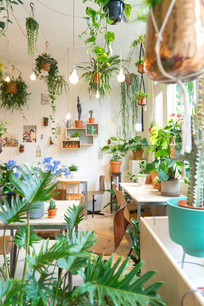 Decorate the house's living room with plants