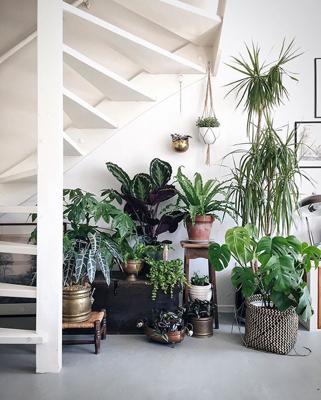 Plant decor under stairs