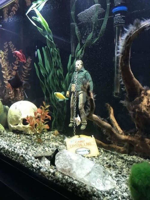 Best. Fish tank decoration. Ever. (With images) | Fish tank themes .