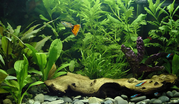Decorating your Aquarium Fish Tank - Guppy Aquari