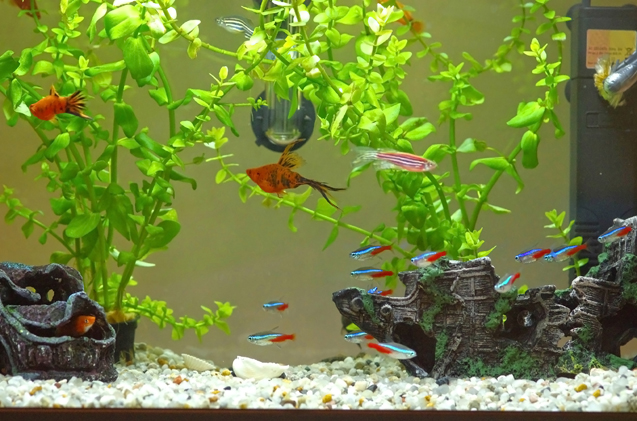 How to Safely Clean Your Tank and Aquarium Decoratio