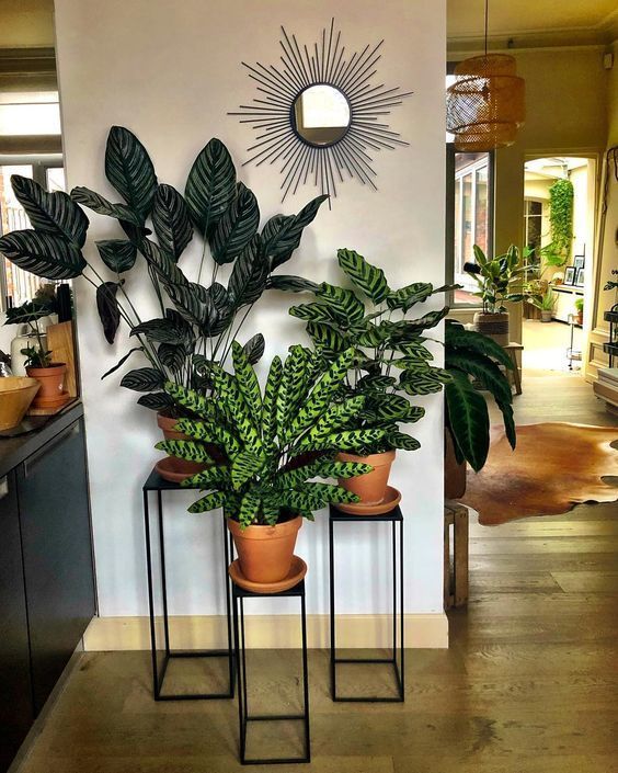 indoor decorative plants to bring freshness; indoor plants decor .