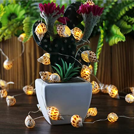 Amazon.com : Natural Shell Battery String Lights Led Warm White .