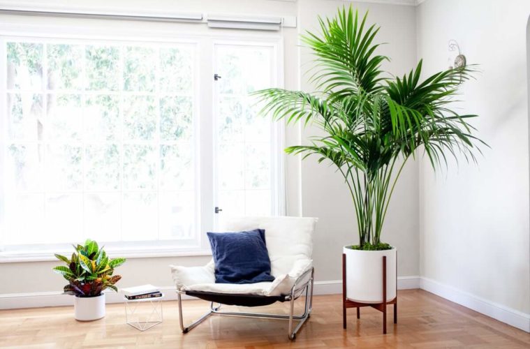 21 Tall Indoor Plants With Big Leaves - The Architecture Desig