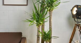 Incorporate Plants Into Your Living Room Decorating Ideas-A .