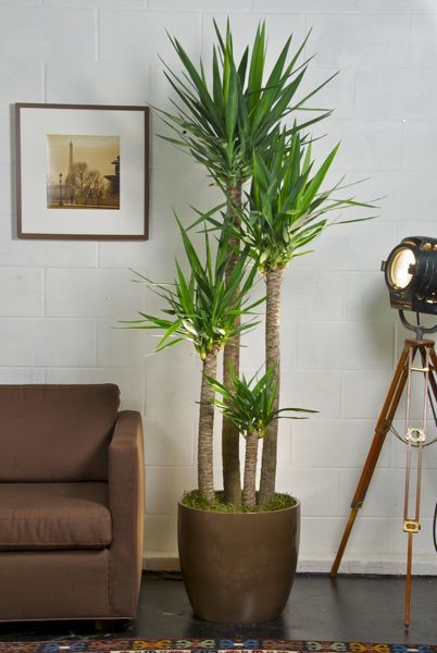 Indoor and Big Plants for Your Living
Room