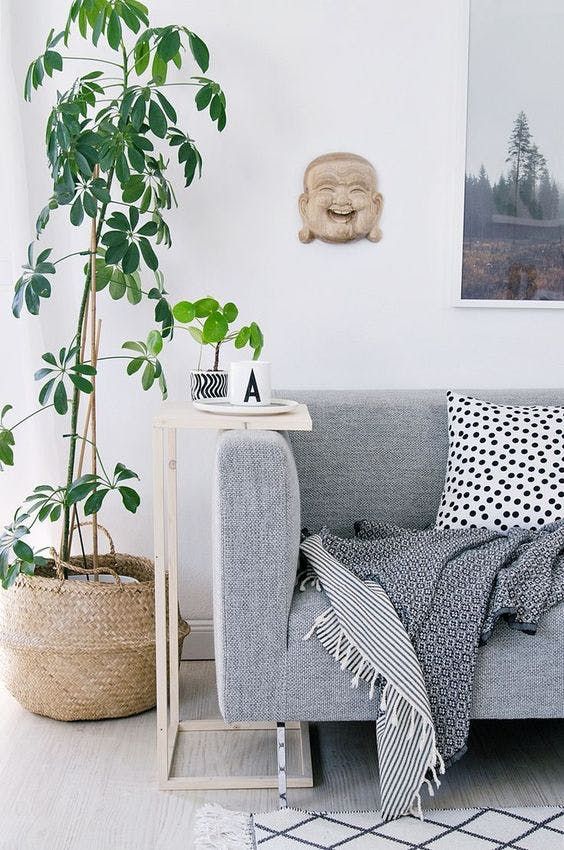 Decorating Drama: 10 Really Big Plants You Can Grow Indoors .