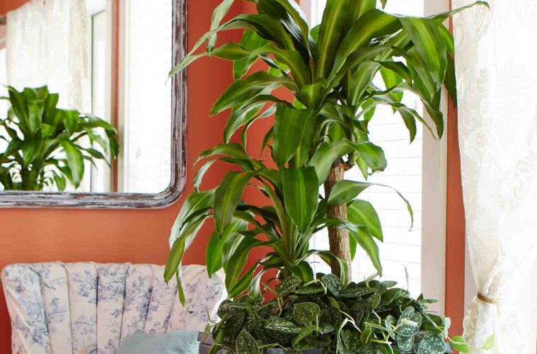Most Beautiful Indoor and Big Plants for Your Living Room - The .