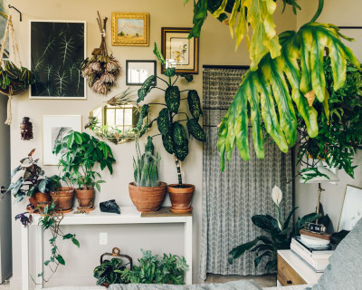 Corner Decoration Pieces – Indoor Plants For Living Ro