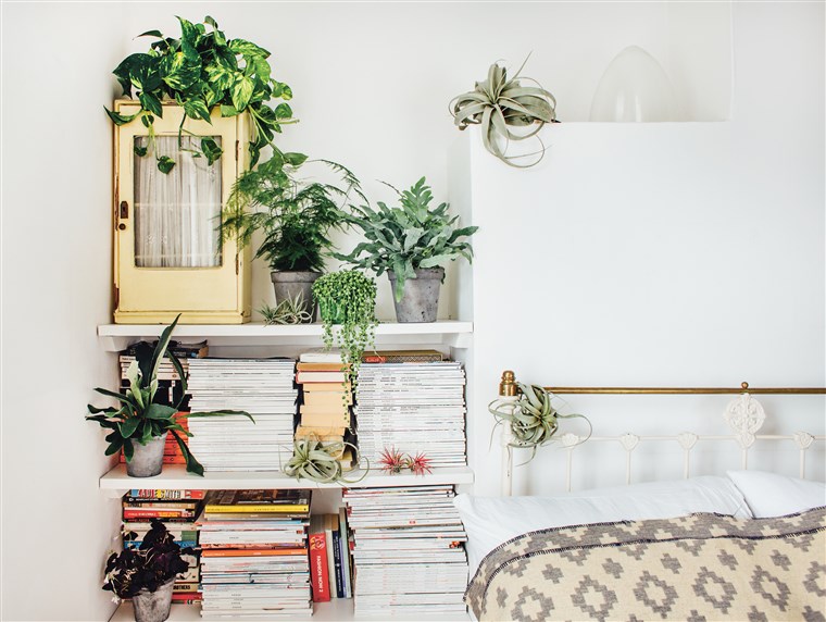 Why Indoor Plants Make You Feel Bett