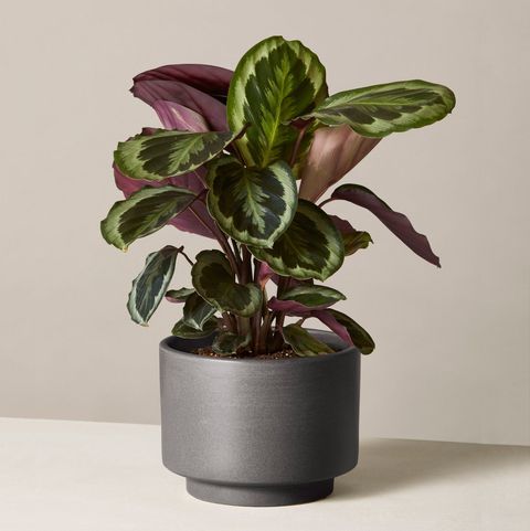 30 Easy Houseplants - Easy To Care For Indoor Plan