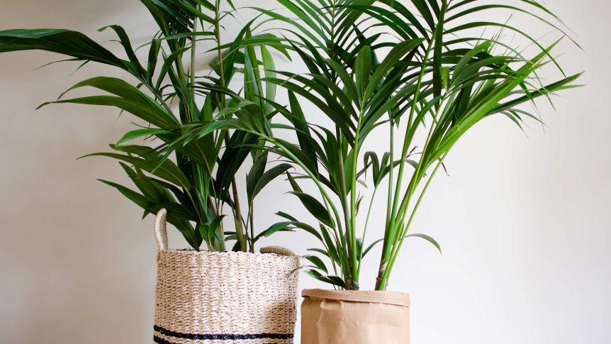 Indoor plants that will purify the air in your home or office .