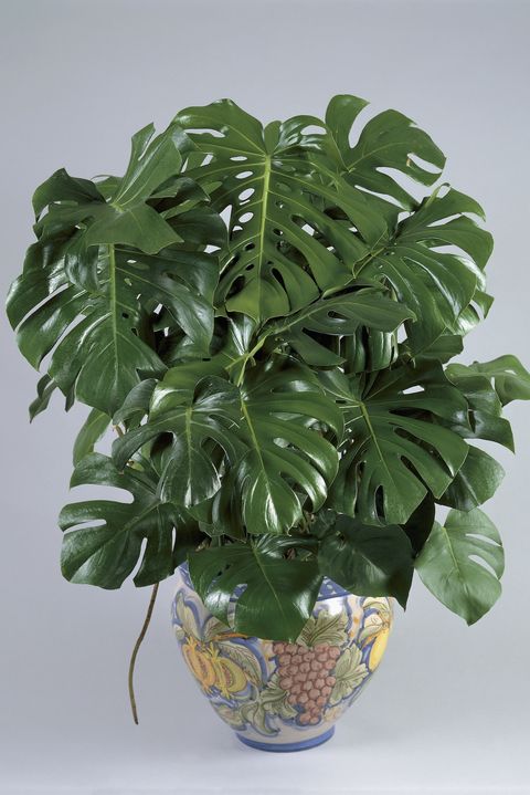 25 Best Indoor Plants For Apartments - Low-Maintenance Plants For .