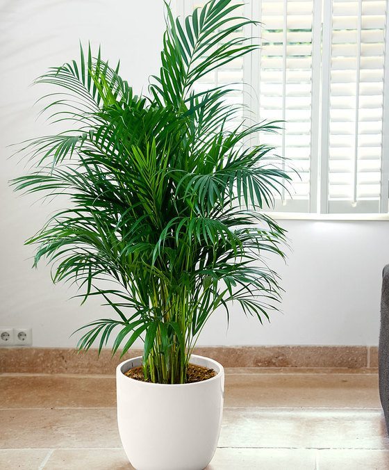 Little Hawaii (Butterfly Palm Tree) - Indoor House Plants & Office .
