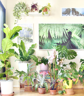 18 Most Beautiful Indoor Plants ( & 5 Easy Care Tips! ) - A Piece .