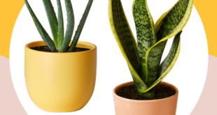 10 Best Indoor Plants For Your Home — Air-Purifying Plan