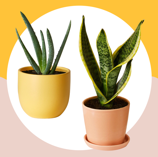 10 Best Indoor Plants For Your Home — Air-Purifying Plan