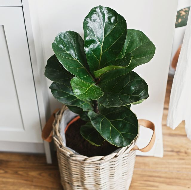 25 Best Indoor Plants - Easy Indoor Gardening Ide