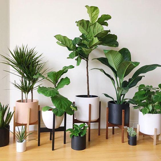 5 Indoor Plants According to your Lifestyle - Tessa Villa-Real .