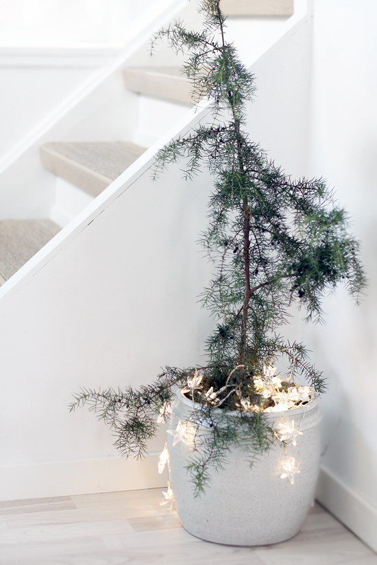 Minimalist Christmas (With images) | Potted christmas trees .