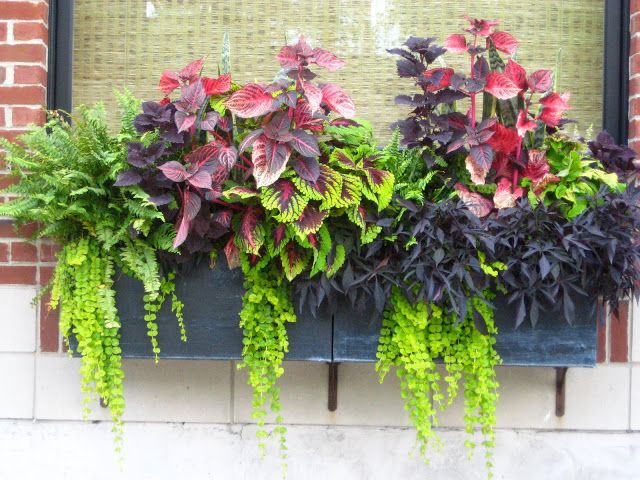 great idea planters for north facing balcony | Window box flowers .