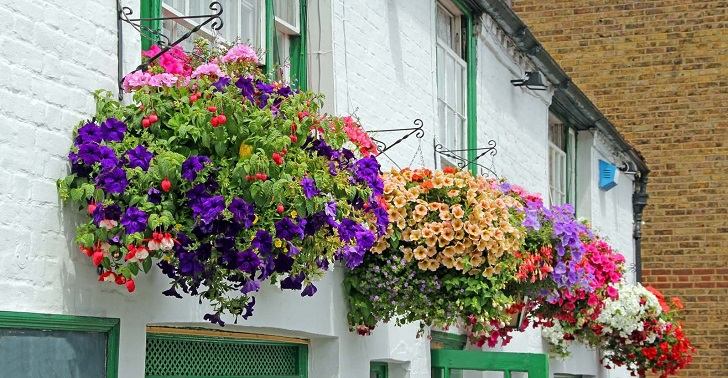 Hanging balcony plants and blooming flowers for a spectacular exteri