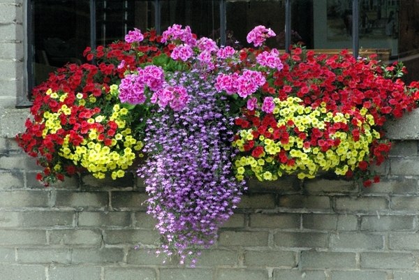 Flower box arrangements – summer window and balcony decor ide