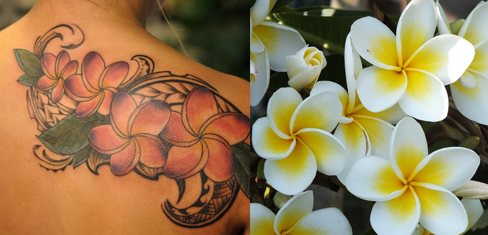 13 Amazing Plumeria Tattoo Design Ideas and Meanings - FMag.c